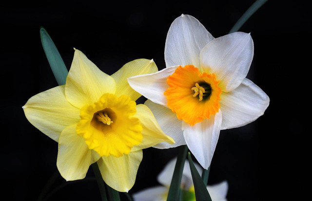 Ilustrasi Arti Bunga Daffodil. Foto: Pixabay.