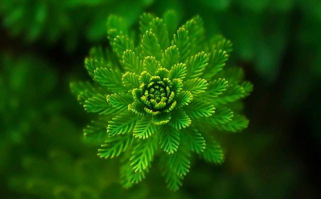 ciri-ciri kingdom plantae. Sumber: pexels.com/Pixabay