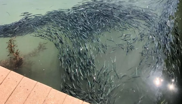 Ribuan ikan teri serbu pelabuhan di California. Foto: Santa Cruz Harbor/Facebook