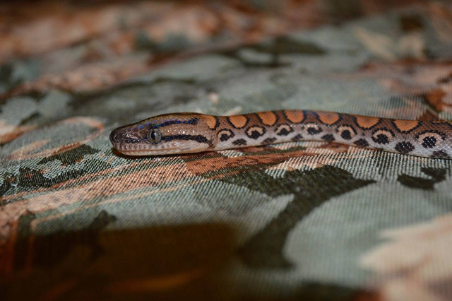 Yigitlarni kamsitayotgan qizlarning porno videolari