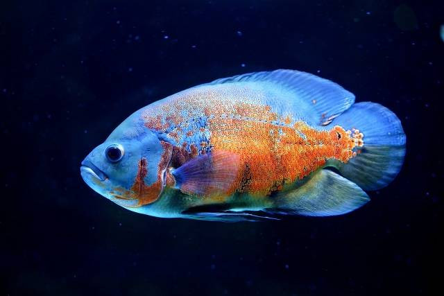 Ilustrasi apakah ikan oscar bisa hidup tanpa aerator. Foto: Pixabay