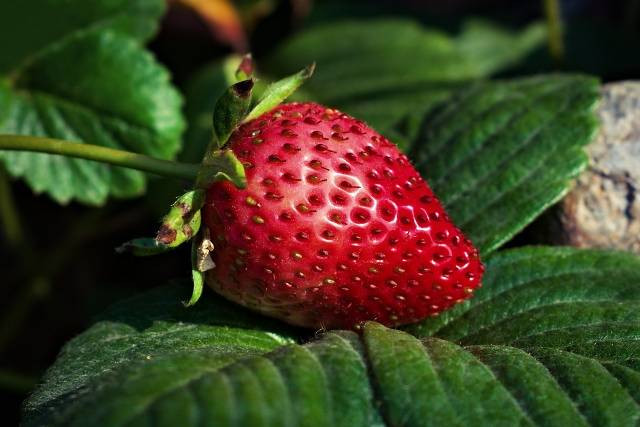 Ilustrasi cara merawat tanaman strawberry. Foto: Pixabay