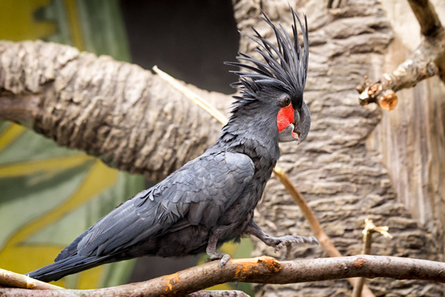 Kakaktua raja. Foto: Shutterstock