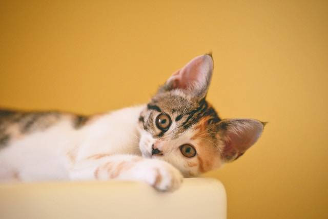 Ilustrasi Cara Memberi Obat Cacing pada Kucing. Foto: dok. Unsplash/Cong H