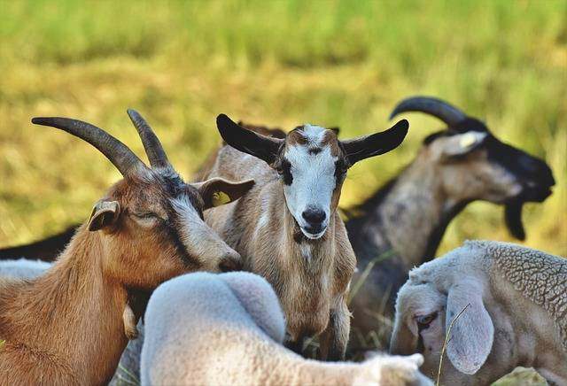 Ilustrasi cara mengawinkan kambing agar cepat hamil. Foto: Pixabay