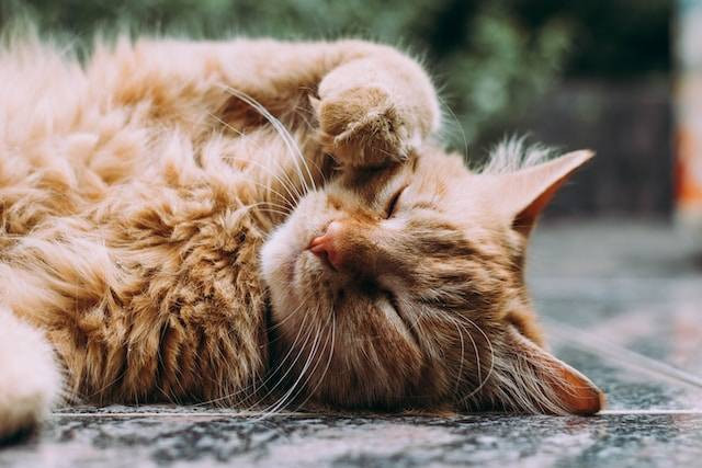 Ilustrasi kenapa kucing suka menjilati badannya sendiri, sumber foto: unsplash.com/Ludemeula Fernandes