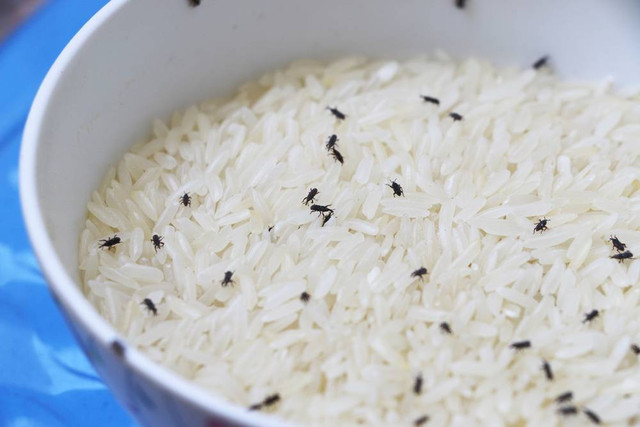 Ilustrasi Beras Berkutu. Foto: Shutterstock