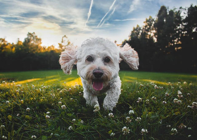 Ilustrasi hyde park pik. Sumber: www.unsplash.com