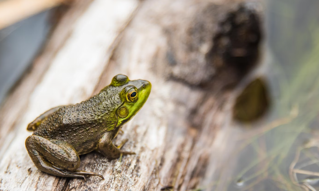 Siklus Hidup Katak. Sumber: Unsplash/Jared Evans