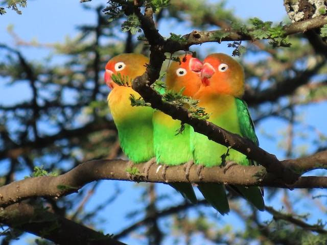 Ilustrasi Cara Mengatasi Snot pada Lovebird. Foto: dok. Unsplash/Michael Wilcox