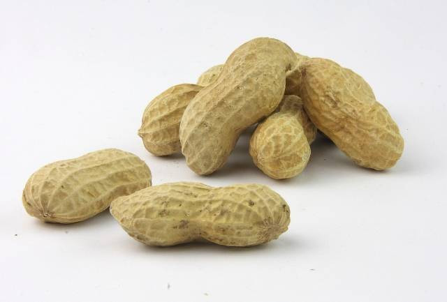 Ilustrasi cara menanam kacang tanah agar berbuah lebat. Foto: Pixabay