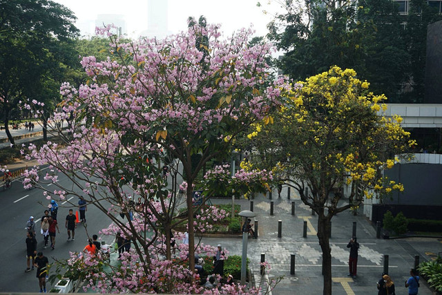 Warga berjalan di dekat bunga tabebuya yang bermekaran di Jalan Jenderal Sudirman, Jakarta, Minggu (17/9/2023). Foto: Iqbal Firdaus/kumparan