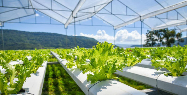 Metode hidroponik sebagai solusi dan peluang untuk memulai bisnis di bidang pertanian  dengan keterbatasan lahan. (https://www.shutterstock.com/image-photo/vegetable-hydroponic-system-young-fresh-frillice-1283311570)