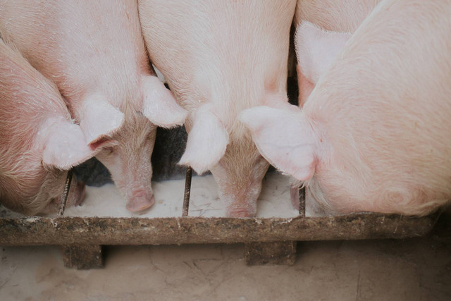 Ilustrasi babi gemuk. Sumber foto: Unsplash