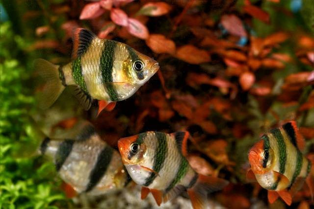 Ilustrasi ciri-ciri ikan hias sumatra. Foto: Pixabay