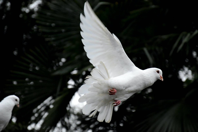 Ilustrasi merawat merpati tetap giring. Sumber foto: Unsplash