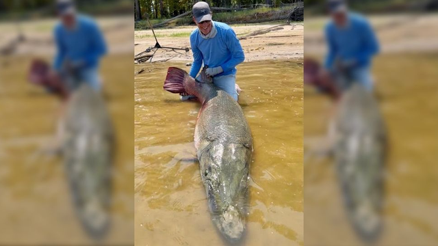 Ikan aligator gar terbesar di dunia berhasil ditangkap.  Foto: Kirk Kirkland/Facebook