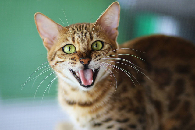 Ilustrasi nafas kucing cepat. Sumber foto: Unsplash