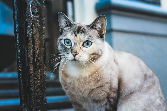 Ilustrasi Manfaat VCO untuk Kucing. Foto: dok. Unsplash/Erik-Jan Leusink