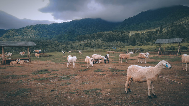 Ilustrasi Tata Cara Qurban. Foto: Unsplash/Ibnu Al Rasyid