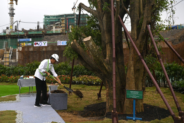 Presiden Joko Widodo menanam pohon beringin saat meninjau progres pembangunan Istana Negara, Ibu Kota Nusantara (IKN), Penajam Paser Utara, Kalimantan Timur, Jumat (22/9/2023). Foto: Sigid Kurniawan/ANTARA FOTO
