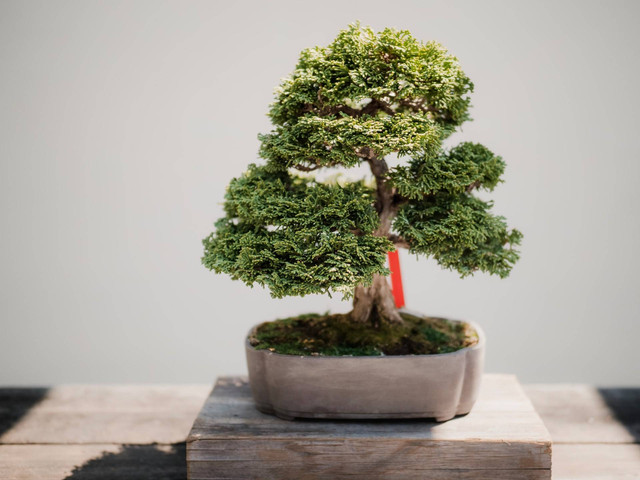 Ilustrasi tanaman bonsai termahal di dunia. Sumber foto: Unsplash