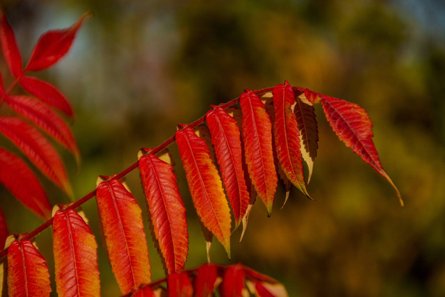 Ilustrasi tanaman hias daun merah. Sumber foto: Unsplash
