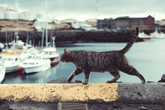 Ilustrasi apakah kucing hilang bisa kembali ke rumah, sumber foto: unsplash.com/Wren Meinberg
