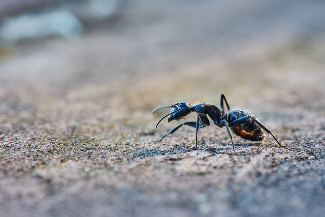 Ilustrasi Cara Membasmi Semut Pada Tanaman Secara Alami. Sumber: Unsplash