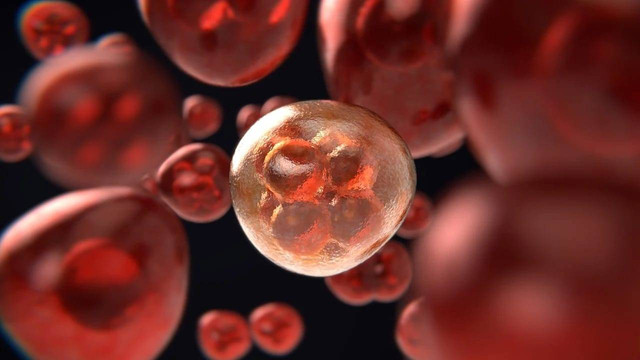 Ilustrasi pengertian meiosis dan mitosis. Foto: Pixabay