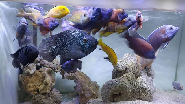 Ikan ikan cantik didalam Aquarium seorang penghobi ikan di Bogor. Foto: Rizky