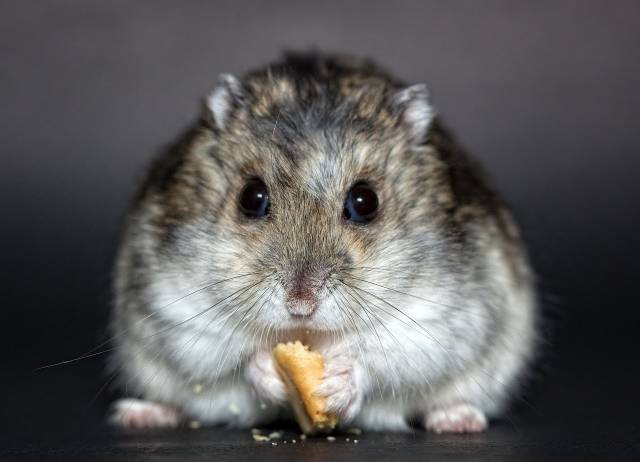 Ilustrasi kesehatan hamster dapat dilihat dari. Foto: Pixabay