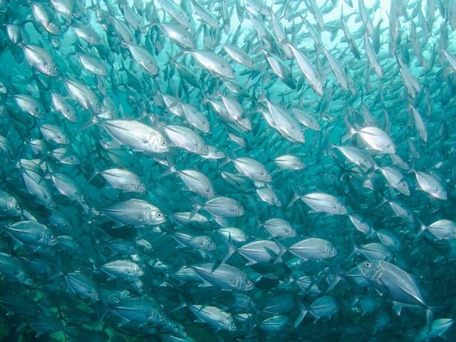 Ilustrasi Cara Budidaya Ikan Uceng. Foto: dok. Unsplash/jean wimmerlin