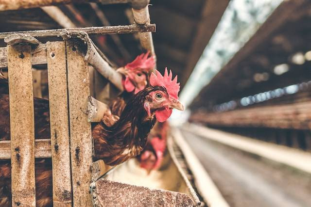 Ilustrasi cara menghitung FCR ayam petelur, sumber foto: unsplash.com/Artem Beliaikin
