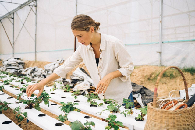 Ilustrasi nutrisi hidroponik. Sumber: Anna Tarazevich/pexels.com