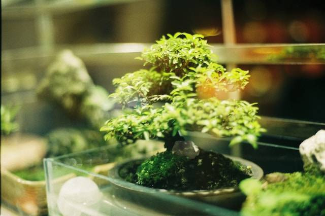 Ilustrasi Cara Membesarkan Batang Bonsai Kemuning. Foto: dok. Unsplash/Phạm Chung 🇻🇳