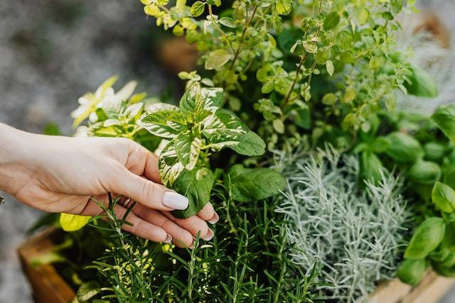 Jenis-jenis tanaman yang berfungsi sebagai bumbu masakan. Sumber: pexels.com