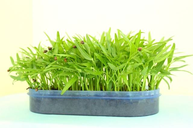 Ilustrasi cara semai kangkung hidroponik. Foto: Pixabay