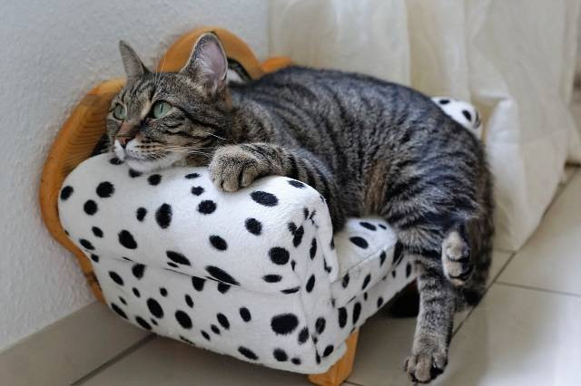 Ilustrasi tanda tanda kucing mau mati. Foto: Pixabay