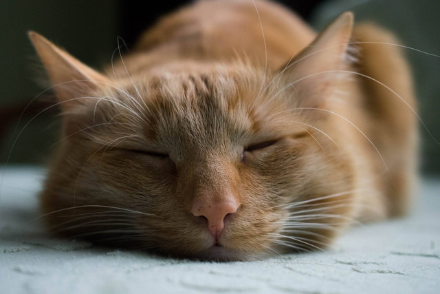 Ilustrasi pup kucing berdarah. Sumber foto: Unsplash