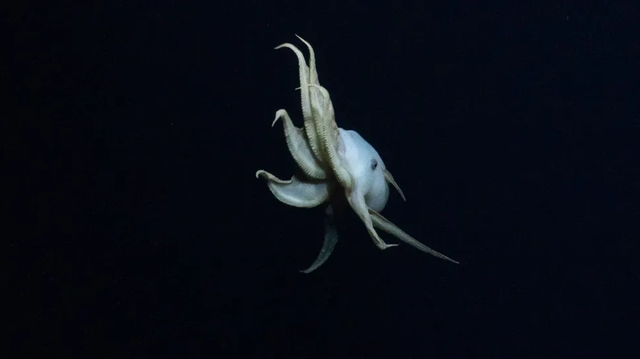 Penampakan hantu gurita dumbo di bawah laut Hawaii. Foto: Ocean Exploration Trust/NOAA/Nautilus Live