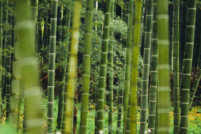 Ilustrasi tanaman hias pagar rumah. Sumber foto: Unsplash