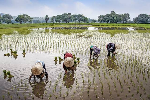 Ilustrasi dampak positif sistem tanam paksa terhadap aspek perkebunan di Indonesia. Foto: Pixabay