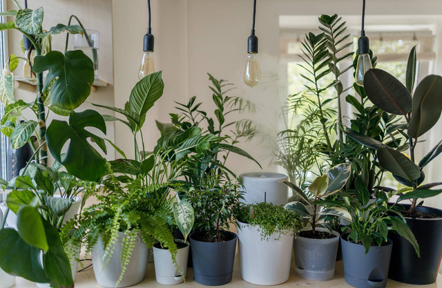 Ilustrasi tanaman indoor. Sumber foto: Unsplash