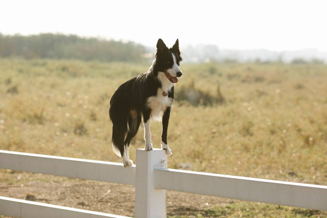 Ilustrasi ciri-ciri anjing border collie. Sumber: Blue Bird/pexels.com