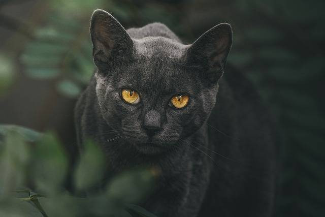 Ilustrasi black cat personality artinya. Foto: Pixabay