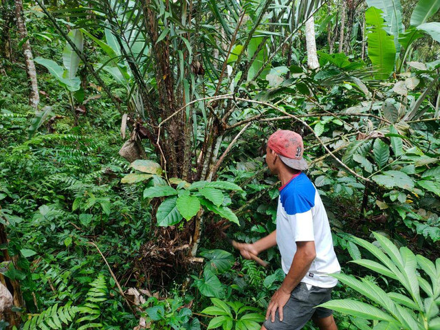 Salak Bali yang jadi binaan BRI. Dok BRI 