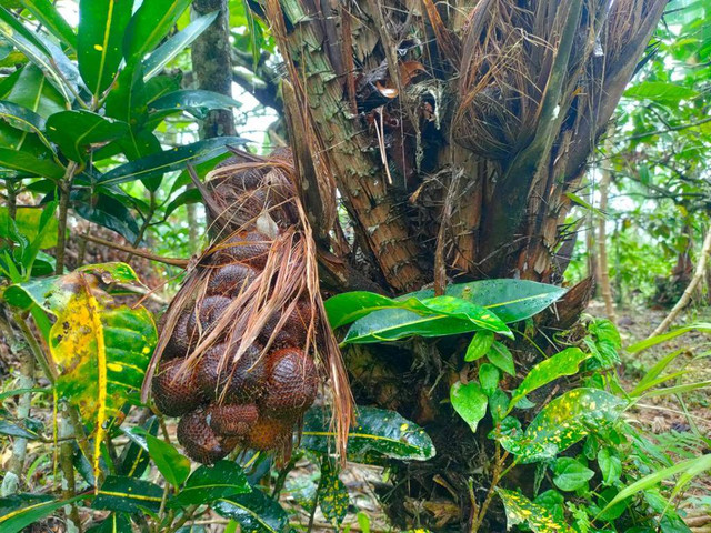 Salak Bali I Komang Ribek yang jadi binaan BRI. Dok BRI