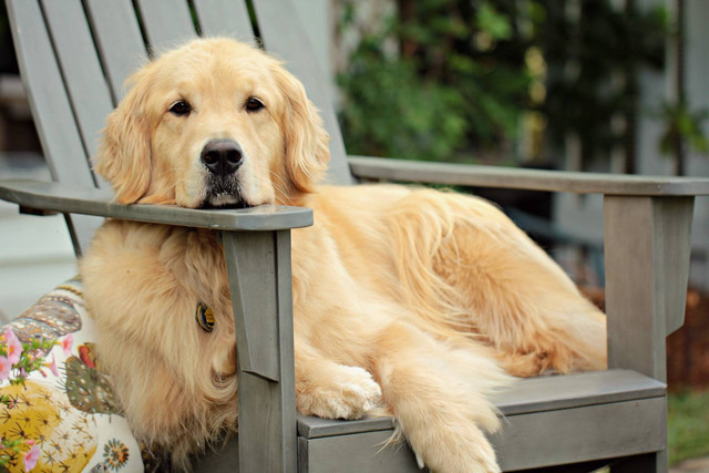 Ilustrasi anjing golden retriever. Sumber foto: Unsplash