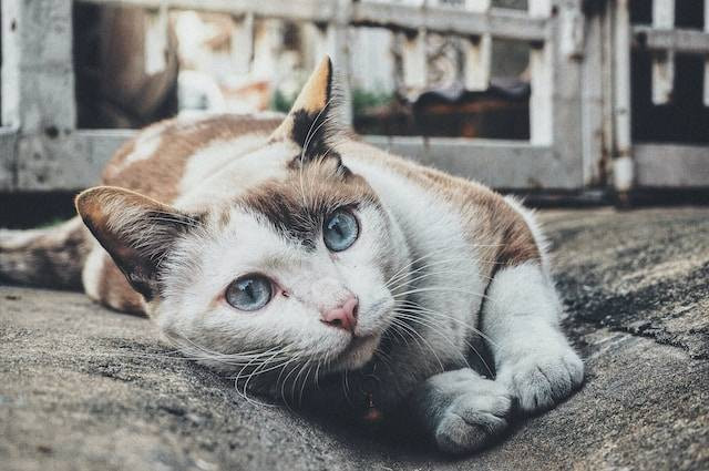 Ilustrasi fakta kucing sukuna, sumber foto: unsplash.com/kitsanoo